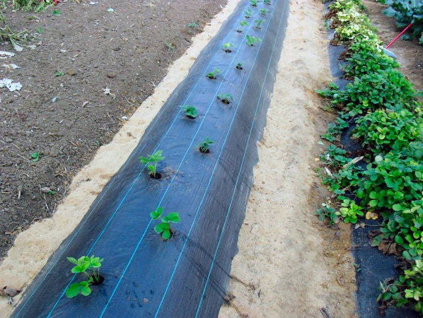 Агроткань для клубники